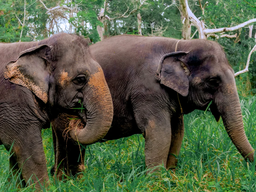 Khaolak Ethical Elephant Nature Park Visit with Lunch