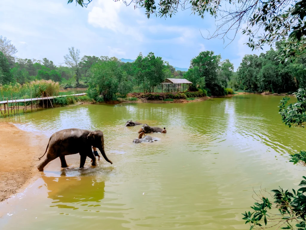 Khao Lak: All-Day Elephant Sanctuary Experience